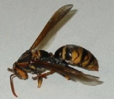 アシナガバチの写真