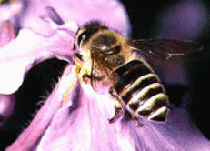 ミツバチの写真