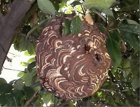 スズメバチの巣の写真