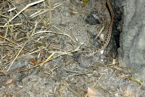 ヘビを見かけたときの対応について 羽生市