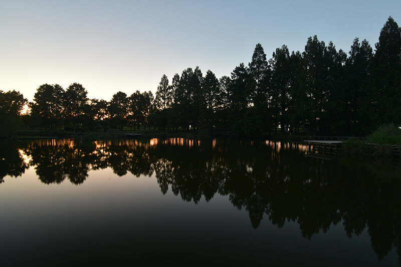 夕暮れのメタセコイヤ 夕暮れのメタセコイヤ