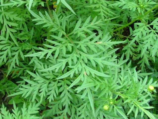 外来植物にご注意ください 羽生市