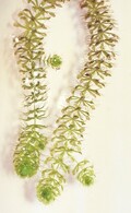 mujinamo