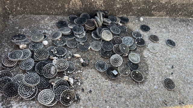 浮遊物引揚