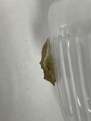 理科