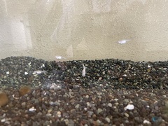 理科