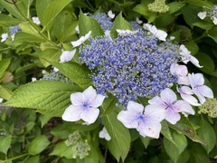 紫陽花