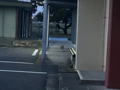 ねこ