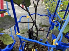 野菜