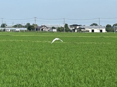 烏帽子