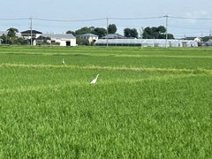 烏帽子