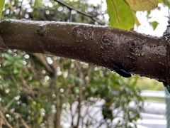 鼓笛練習
