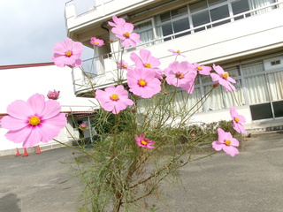 コスモス